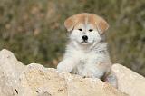 AKITA INU 057